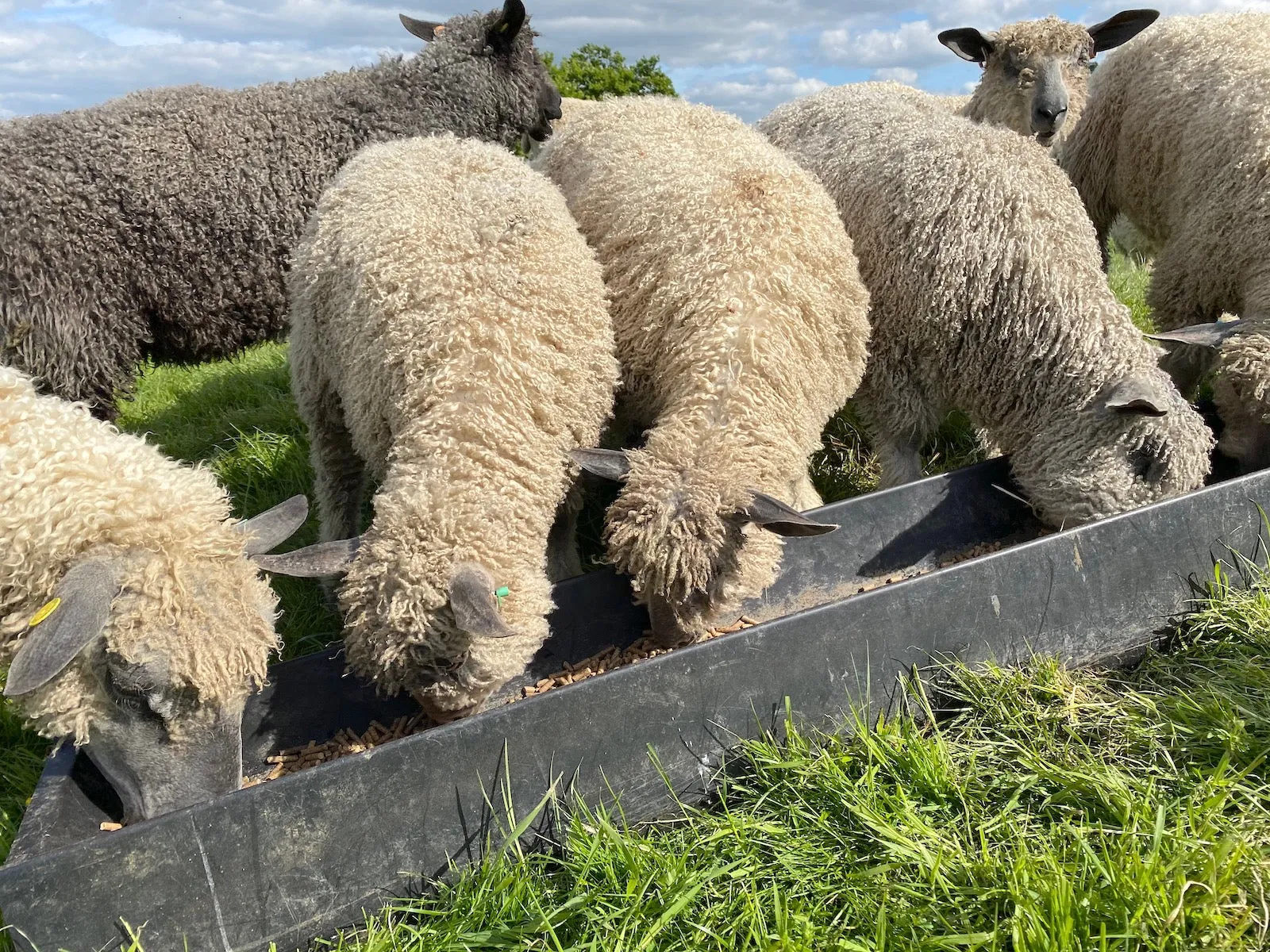 Farm Baby Boots