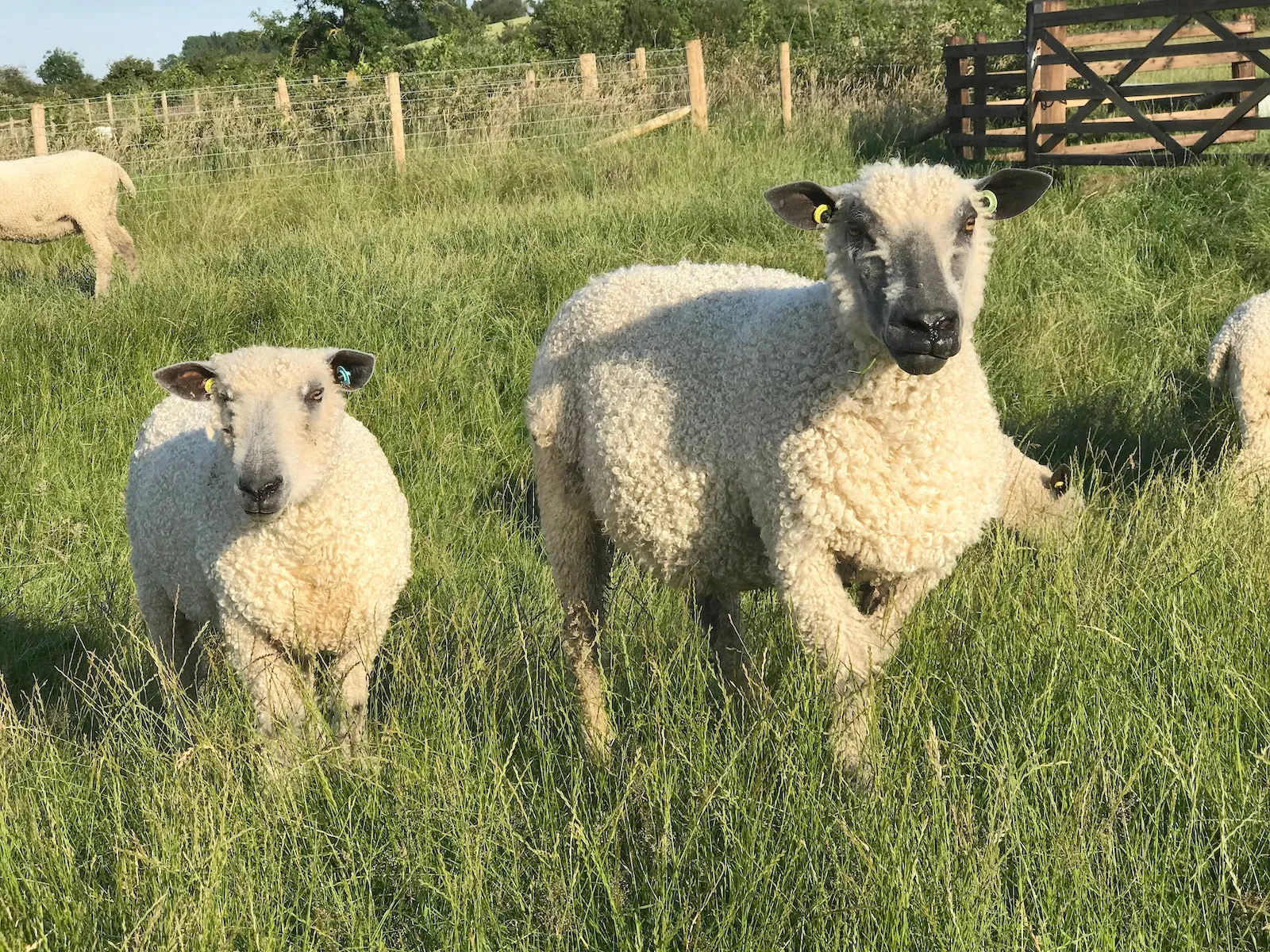 Farm Baby Boots