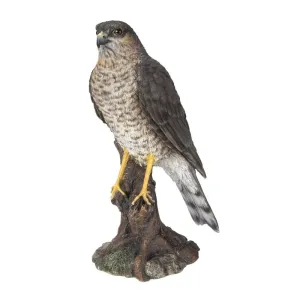 Vivid Arts 22cm Sparrowhawk - XRL-SHAW-D